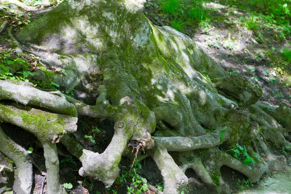 O sistema radicular de uma antiga floresta de pinheiros — Fotografia de Stock