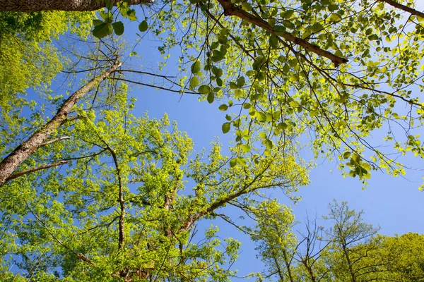 Zielona gałązka, na tle błękitnego nieba — Zdjęcie stockowe
