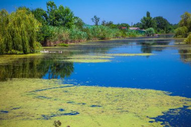 Bataklık havuzda yeşil sızmak