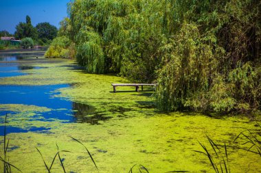 Bataklık havuzda yeşil sızmak