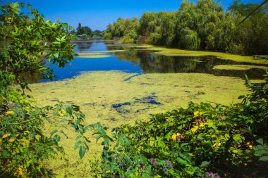 Bataklık havuzda yeşil sızmak