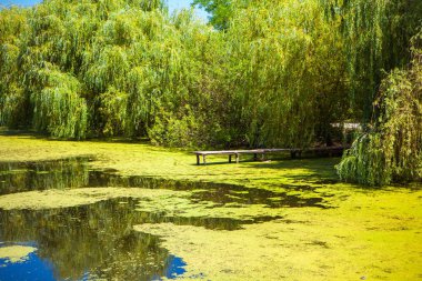 Bataklık havuzda yeşil sızmak