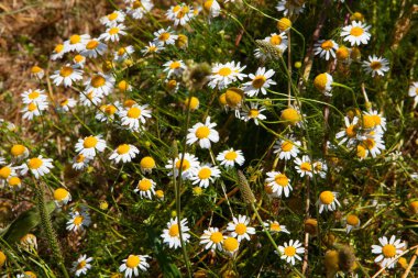 Leucanthemum vulgare. Daisy Bahçe