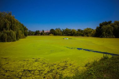 Bataklık havuzda yeşil sızmak