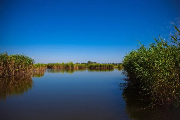 Río en el bosque en verano — Foto de Stock