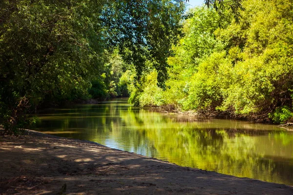 Yaz aylarında ormandaki nehir