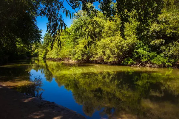 Fiume nella foresta in estate — Foto Stock