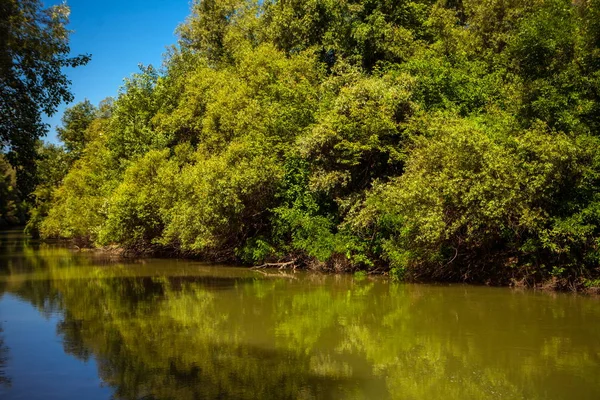 Летом река в лесу — стоковое фото