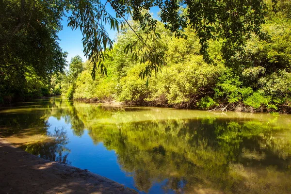 Río en el bosque en verano — Foto de Stock