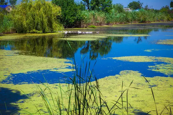 Зеленый пепел в болотистом пруду — стоковое фото