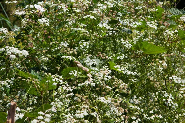 Herb "Hemlock" (lat. Conium) — Stock Photo, Image