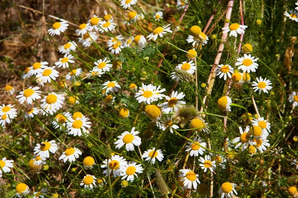 Leucanthemum vulgare. Daisy Bahçe