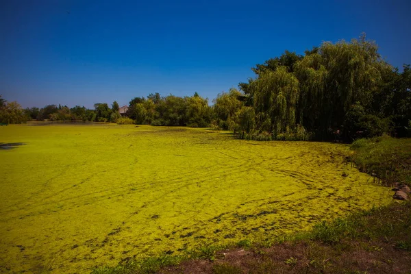 El chorro verde en el estanque pantanoso — Foto de Stock