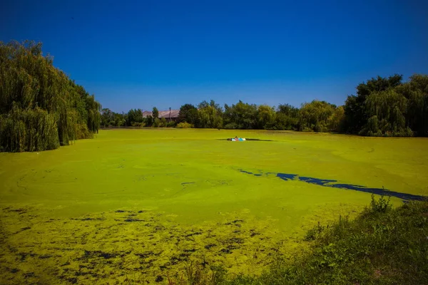 Bataklık havuzda yeşil sızmak