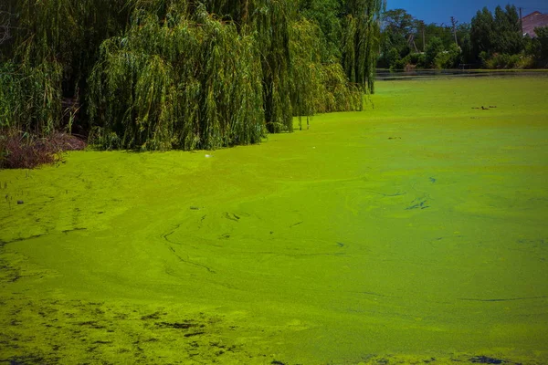 Das Grün im sumpfigen Teich — Stockfoto