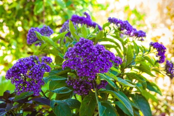 Héliotrope. Héliotrope dans le pot de fleurs — Photo