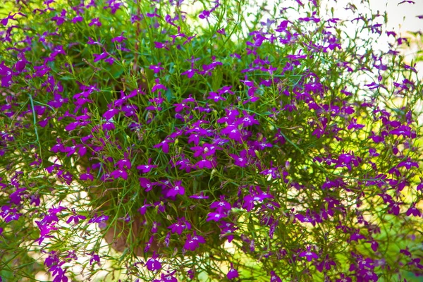 Lobelia (Lobelia) függő pot — Stock Fotó