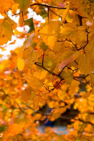 Herfst landschap, gele bladeren aan de bomen — Stockfoto
