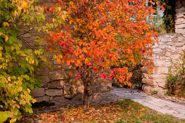Осінній пейзаж - дерева з яскравим листям — стокове фото