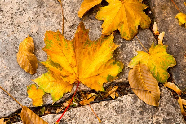 Fallen Fallen φύλλα, φύλλα πάνω σε πέτρα — Φωτογραφία Αρχείου
