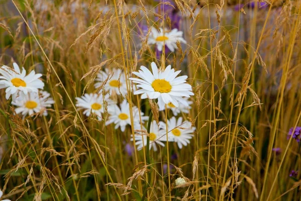 Kopretina bílá (lat. Kopretina bílá) nebo Daisy garden — Stock fotografie