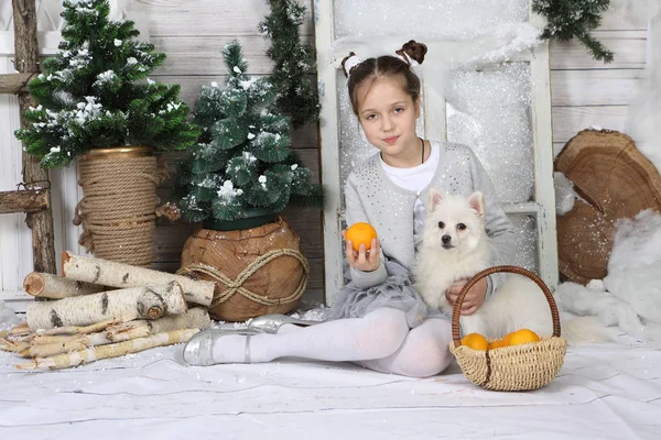 Girl White Dog Christmas Photo Studio — Stock Photo, Image