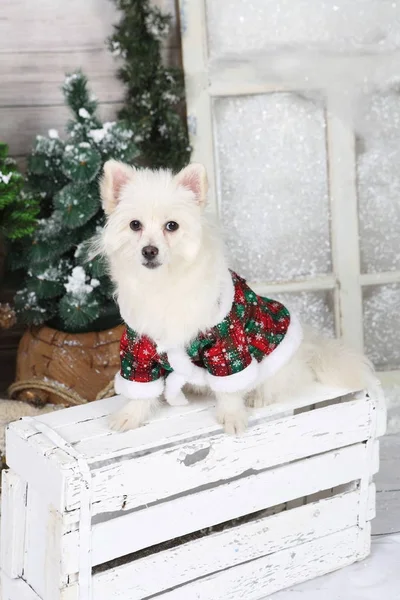 Cão Branco Estúdio Ano Novo — Fotografia de Stock