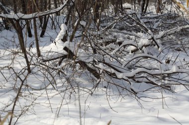 Karlı ormanı. Ormandaki ağaçlar üzerinde kar