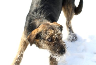 Sokak köpeği karda standları