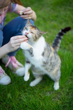 Bir kız a yolunu yitirmek kedi besleme