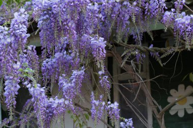 Wisteria Çince çiçeklenmeleri