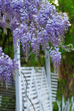 Wisteria Çinli, Wisteria 'lı. Wisteria Çincesinin Enfloresanları