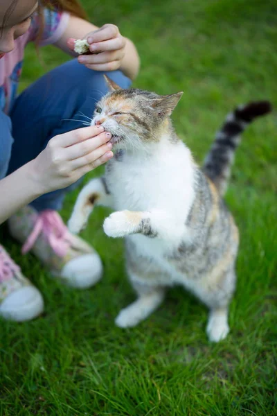 A girl feeds a stray cat