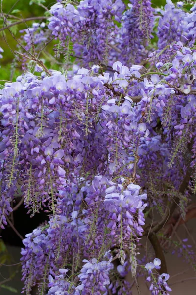 Wisteria Chinees Wisteria Bloeiwijzen Van Wisteria Chinese — Stockfoto