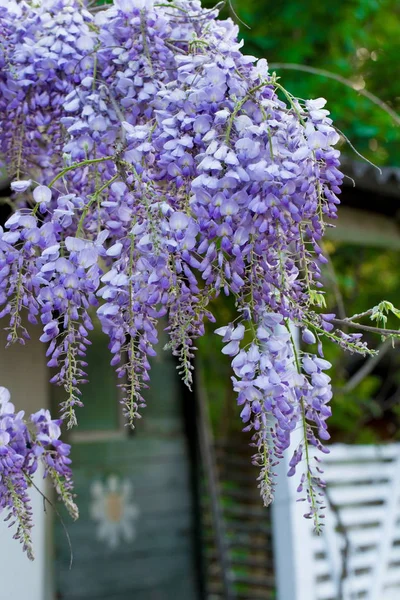 Kwiatostany Wisteria Chiński — Zdjęcie stockowe