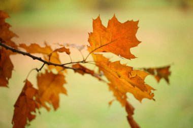 Ağaç dalında sonbahar yaprakları