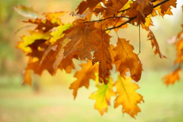 Feuilles Automne Sur Une Branche Arbre — Photo