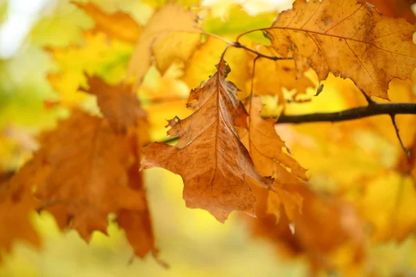 Feuilles Automne Feuilles Automne Sur Une Branche Arbre — Photo