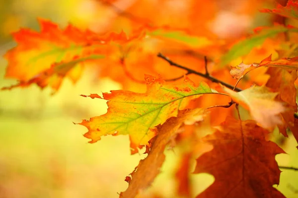 Feuilles Automne Sur Fond Jaune — Photo