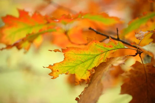 Feuilles Automne Sur Une Branche Arbre — Photo