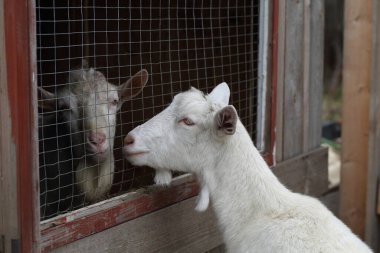 Keçi. Çiftlikte beyaz keçi