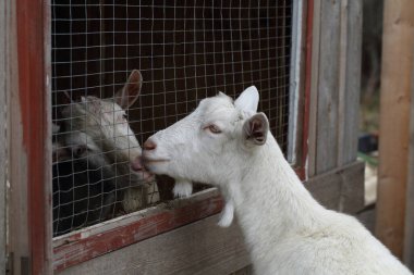 Keçi. Çiftlikte beyaz keçi