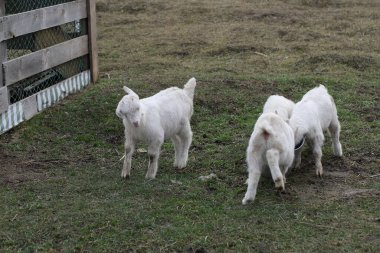 Çiftlikteki çocuk. Beyaz çocuk.