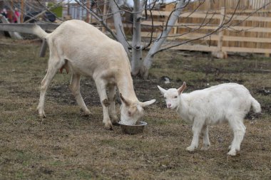 Çiftlikte çocuklu bir keçi