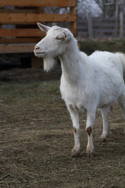 Geit Witte Geit Het Erf — Stockfoto