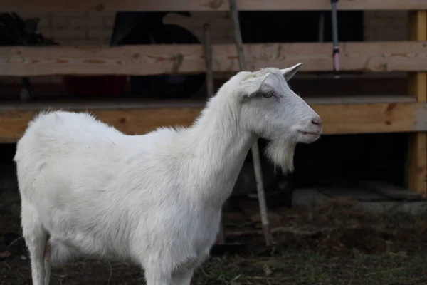 Goat White Goat Farm Yard — Stock Photo, Image
