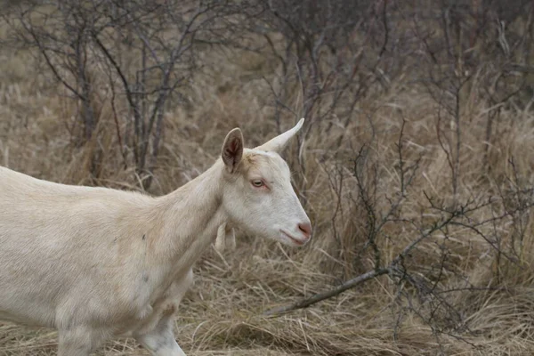 Goat Grazing White Goat Grazes Field — Stock Photo, Image