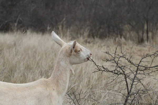 Goat Grazing White Goat Grazes Field — Stock Photo, Image