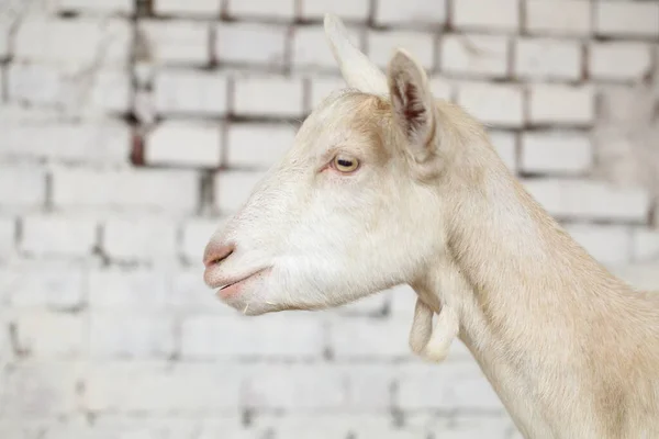 Une Chèvre Chèvre Blanche Dans Cour Ferme — Photo