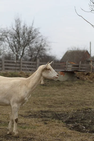 Goat White Goat Farmyard — Stock Photo, Image